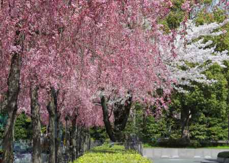 京都地方裁判所の桜