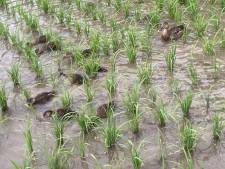 マガモが田んぼで食事