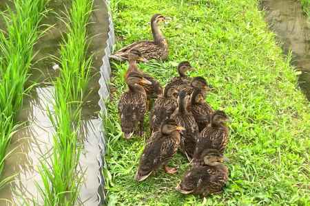 マガモ親子があぜ道で休憩