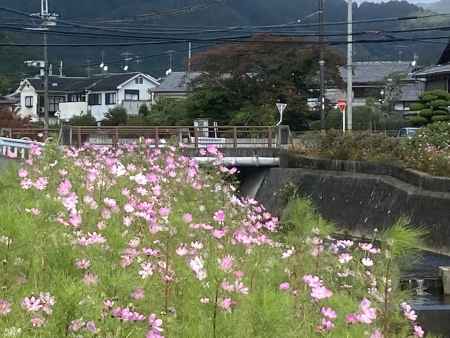 岩倉川の秋桜