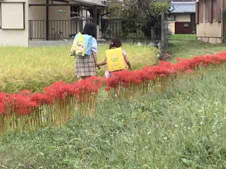 通学路の彼岸花