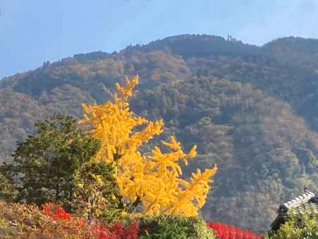 京都の銀杏