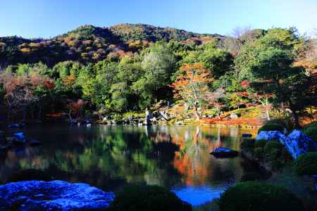 朝日に照らされる天龍寺曹源池庭園のもみじ