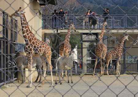 キリン・シマウマ（京都市動物園）