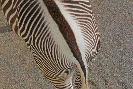 シマウマ（京都市動物園）