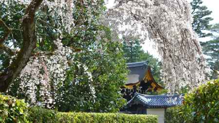 京都御苑の桜