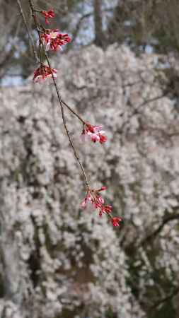 紅枝垂桜