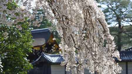 朔平門と桜