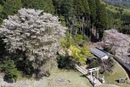 岩倉妙見神社の桜