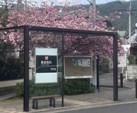 バス停の八重桜