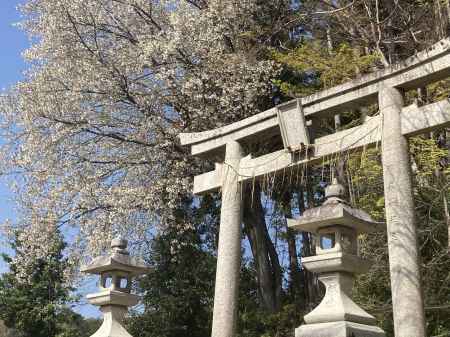 岩倉妙見神社の桜