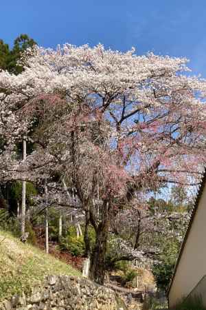 岩倉妙見神社参道の桜
