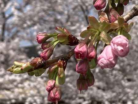八重桜の蕾ふくらむ