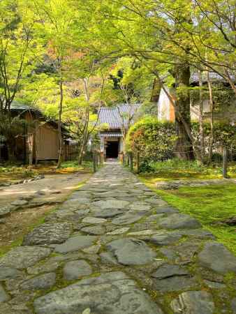 新緑の蓮華寺