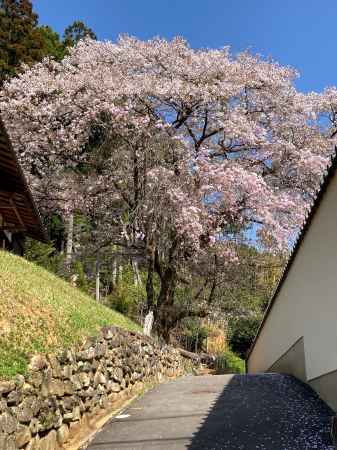 妙見神社参道の桜