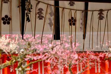 北野天満宮　紅梅の風