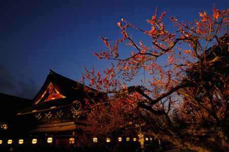 北野天満宮　梅