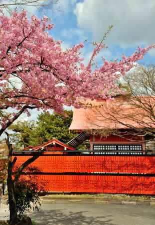 車折神社　早咲き桜　河津桜