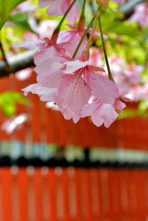 車折神社　河津桜　アップ