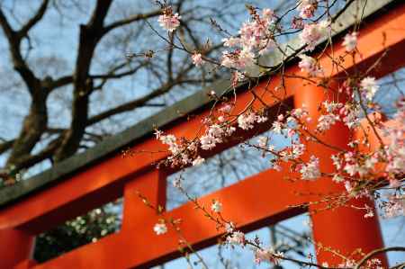 平野神社　早咲きの桜　鳥居