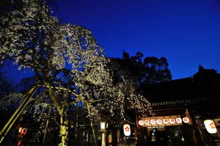 平野神社　夜桜　枝垂れ桜