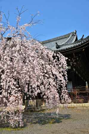 立本寺　枝垂れ桜　(縦位置)