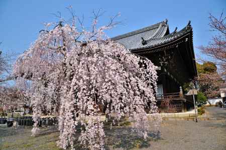 立本寺　枝垂れ桜