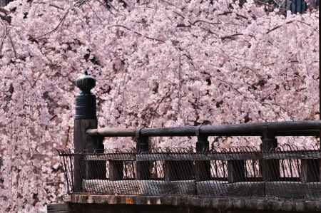 立本寺　ぎぼし