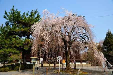 千本釈迦堂（大報恩寺）阿亀桜