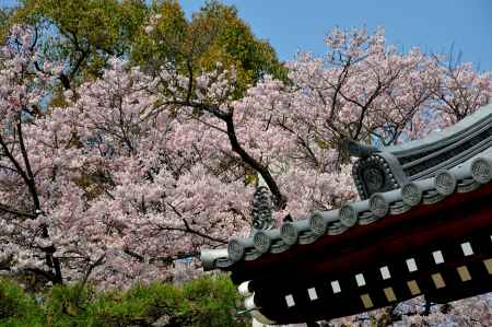 宥清寺　桜