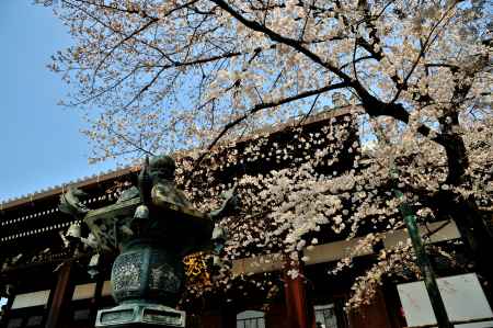 宥清寺　染井吉野咲く