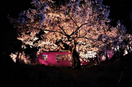 嵐電　夜桜電車　満開
