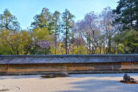 龍安寺　石庭　桜