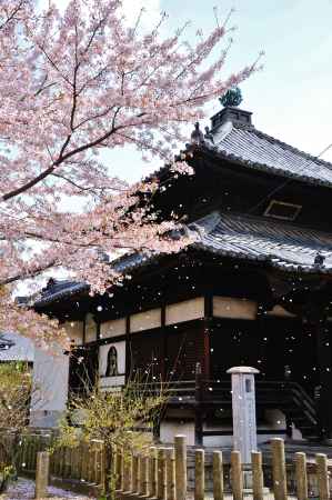 妙顕寺　境内　桜散る