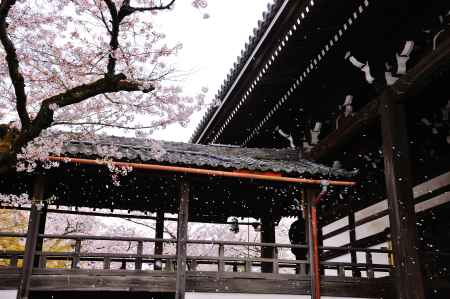 妙顕寺　桜吹雪