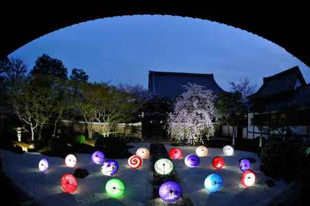 妙顕寺　春の特別拝観ライトアップ　ブルーモーメント