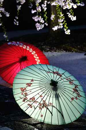 妙顕寺　龍華飛翔の庭　和傘