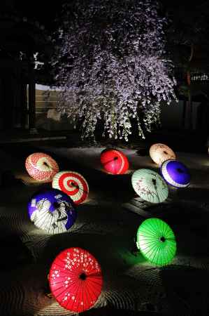 妙顕寺　夜の桜舞