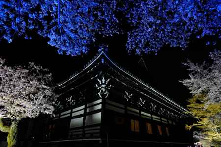 妙顕寺　桜ライトアップ　夜空へ