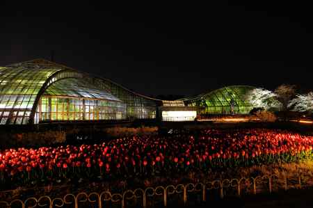 京都府立植物園　チューリップと温室