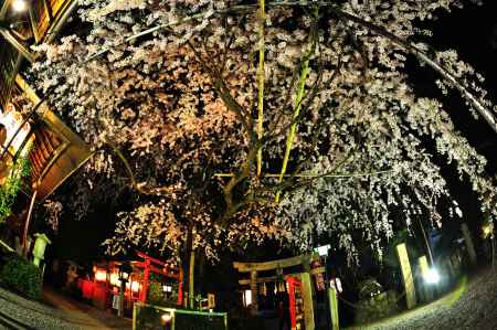 水火天満宮  枝垂れ桜