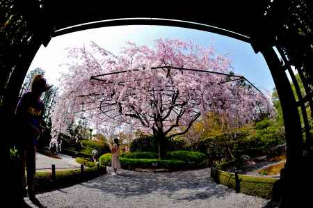 妙心寺　退蔵院　春