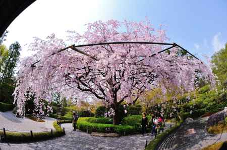 余香苑　満開の紅しだれ桜