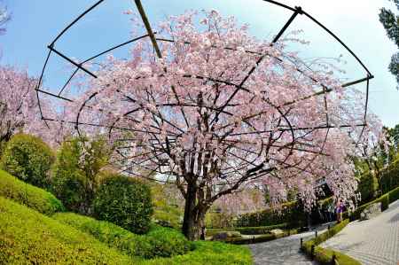 広がる紅枝垂れ桜