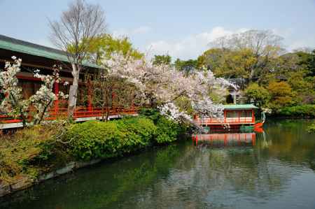 神泉苑　桜