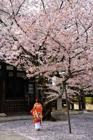 本法寺　和装と桜