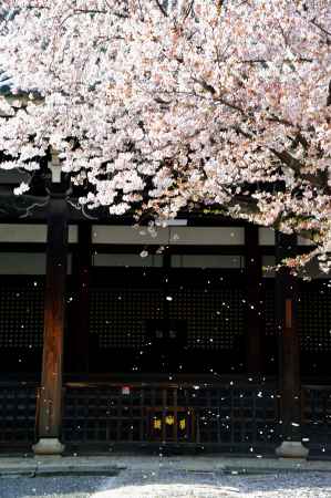 本法寺　散る桜　残る桜