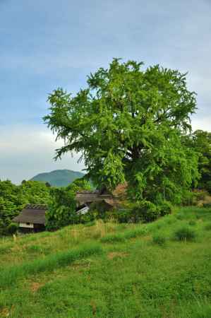 河原家住宅　銀杏の木