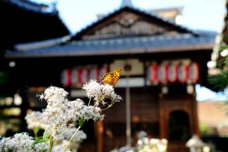 革堂行願寺　藤袴と蝶