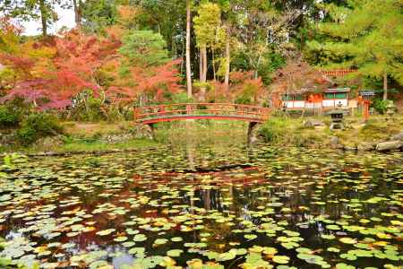 鯉沢の池